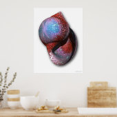 Poster Shell (Cuisine)