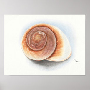 Poster Shell impriment