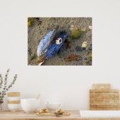 Poster Shell maritime (Cuisine)