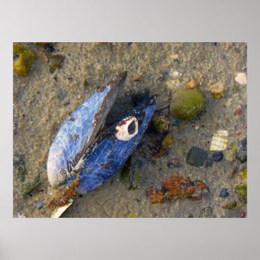 Poster Shell maritime (Devant)