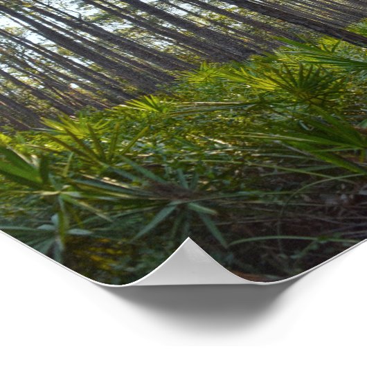 Poster Shell Mound Park Trail, île Dauphin, Al (Coin)