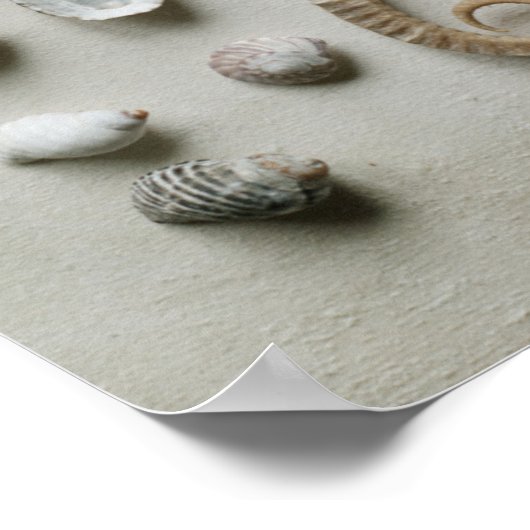 Poster Shells (Coin)