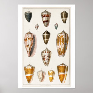 POSTER SHELLS ILLUSTRATION