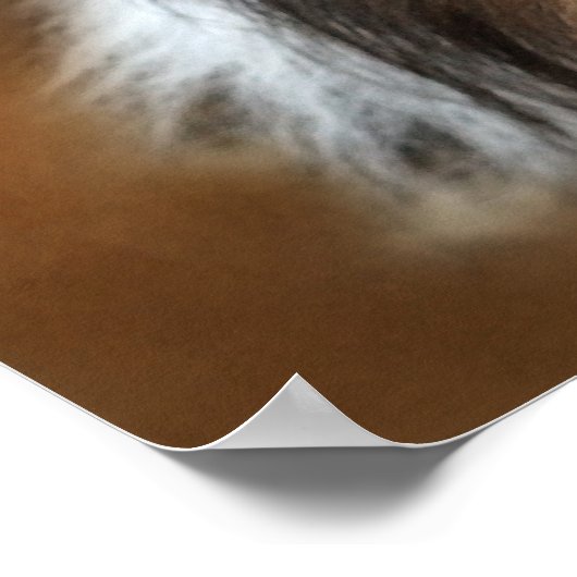 Poster Shelti Sheep Chien (Coin)