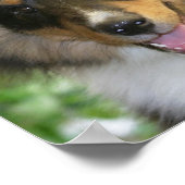 Poster Sheltie (Coin)