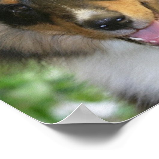 Poster Sheltie (Coin)