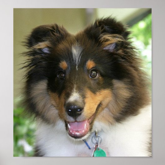 Poster Sheltie (Devant)