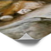 Poster Sheltie (Coin)