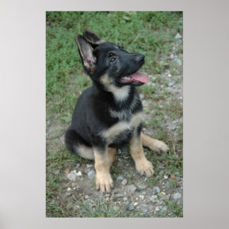 Poster Shepherd Puppy