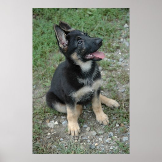 Poster Shepherd Puppy (Voorkant)