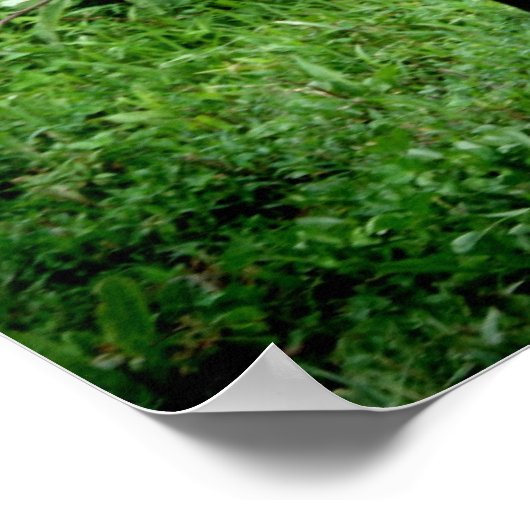 Poster Shetland Pony (Coin)