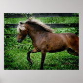 Poster Shetland Pony (Devant)