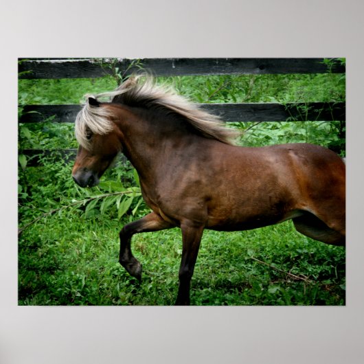 Poster Shetland Pony (Devant)