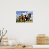 Poster Shetland Pony, îles Shetland continentales (Cuisine)