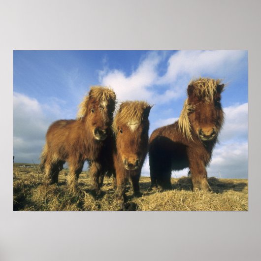 Poster Shetland Pony, îles Shetland continentales (Devant)
