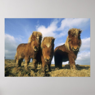 Poster Shetland Pony, mainland Shetland Islands,