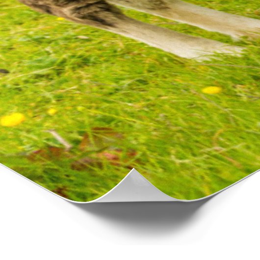 Poster Shetland Pony mère et progéniture (Coin)