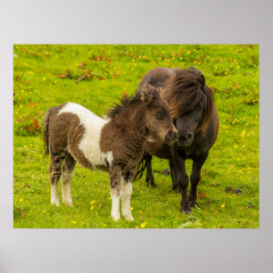 Poster Shetland Pony mère et progéniture