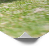 Poster Shetland Pony, Shetland Islands, Écosse (Coin)