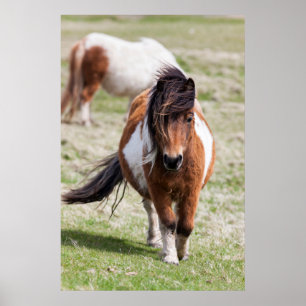 Poster Shetland Pony, Shetland Islands, Écosse