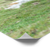 Poster Shetland Pony, Shetland Islands, Écosse 2 (Coin)