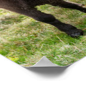 Poster Shetland Pony, Shetland Islands, Écosse 3 (Coin)