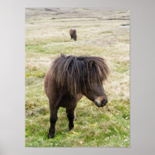 Poster Shetland Pony, Shetland Islands, Écosse 3