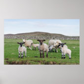 Poster Shetland Sheep 5 (Devant)