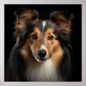 Poster Shetland Sheepdog (Devant)