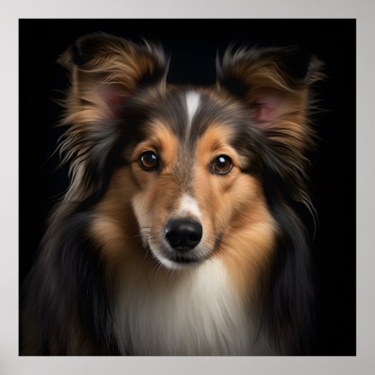 Poster Shetland Sheepdog (Devant)