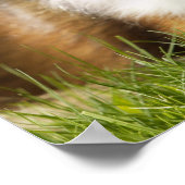 Poster Shetland Sheepdog assis sur l'herbe (Coin)