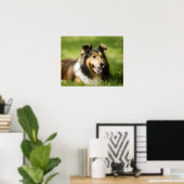 Poster Shetland Sheepdog assis sur l'herbe (Bureau à domicile)