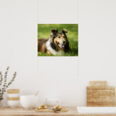 Poster Shetland Sheepdog assis sur l'herbe (Cuisine)