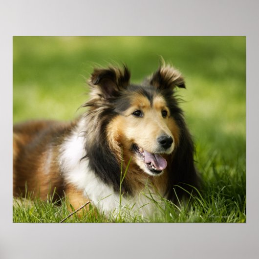 Poster Shetland Sheepdog assis sur l'herbe (Devant)