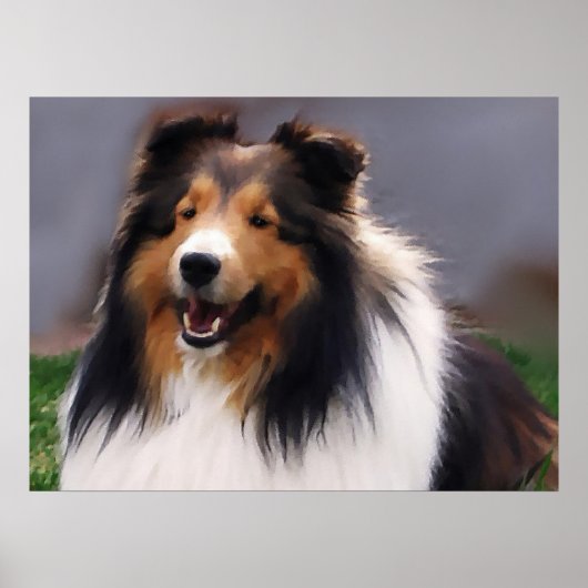 Poster Shetland Sheepdog Sheltie Art Cadeaux (Devant)