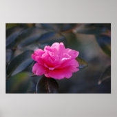 Poster Shi Shi Camellia (Devant)