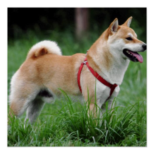 Poster shiba 2 plein (Devant)