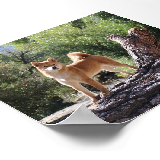 Poster Shiba Inu (Coin)