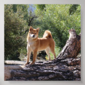 Poster Shiba Inu (Devant)