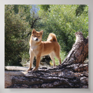 Poster Shiba Inu