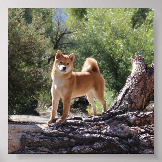 Poster Shiba Inu (Devant)