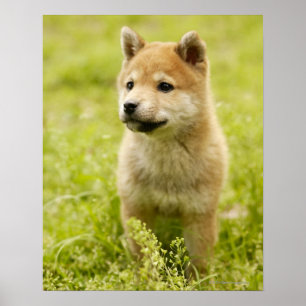 Poster Shiba-ken puppy
