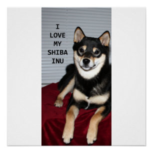 Poster shiba plein noir et bronze amour w pic