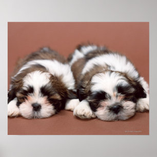 Poster Shih Tzu