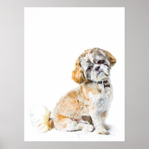 Poster Shih Tzu Dog Poster/Imprimer