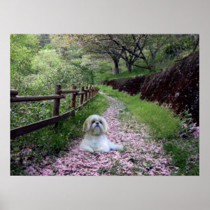 Poster Shih Tzu Fleurs pourpres