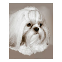 Shih Tzu Portrait Chien