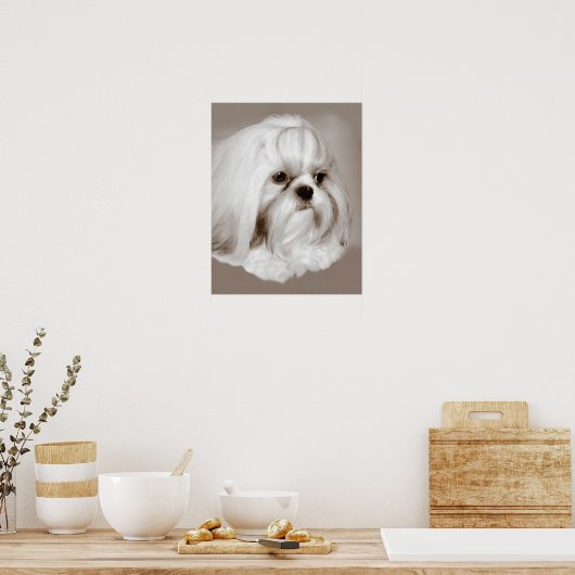 Poster Shih Tzu Portrait Chien (Cuisine)