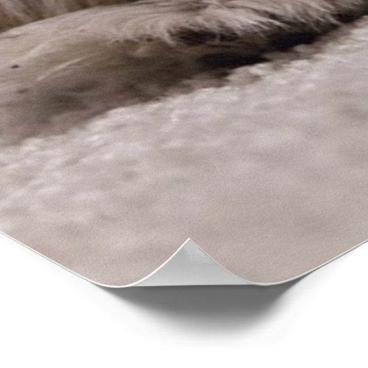 Poster Shih tzu Sleeping, Chien Sleeping (Coin)