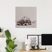 Poster Shih tzu Sleeping, Chien Sleeping (Bureau à domicile)
